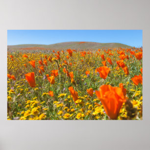 Poster Papoulas da Califórnia em Flor na Primavera