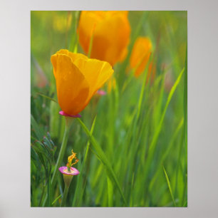 Póster Papoulas douradas da Califórnia em um campo verde