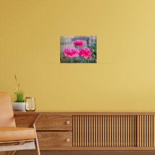 Poster Papoulas Mediterrâneas Rosa Vibrante