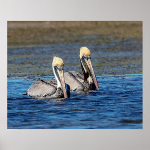 Poster Par 20x16 de Pelicanos