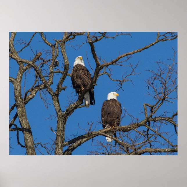 Póster Par Bald Eagle (Frente)