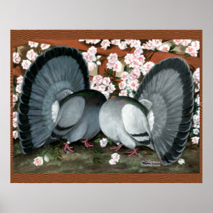 Póster Par Correspondente de Pombos de Fantail