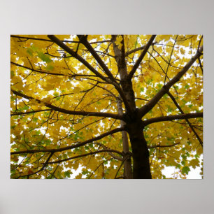 Poster Par de Árvores de Bordo Amarelas Natureza de Outon