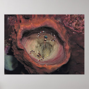 Poster Par De Camarão De Limpeza Banhada