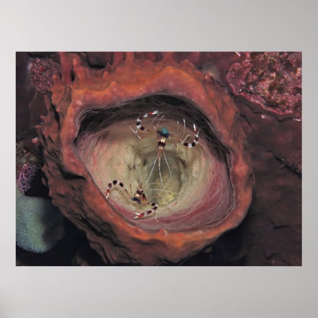 Poster Par De Camarão De Limpeza Banhada (Frente)