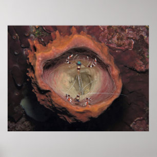 Poster Par de Camarão em uma Esponja