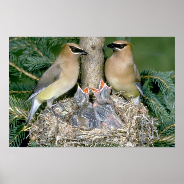 Poster Par de Cedar Waxwings com jovens (Frente)