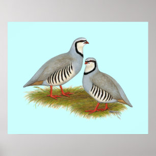 Poster Par de Chukar Partridge