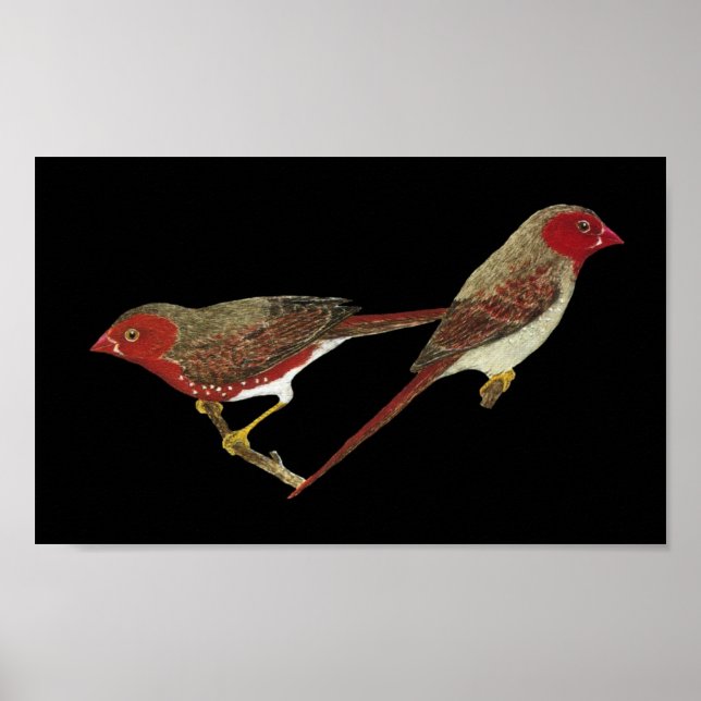 Poster Par de Crimson Finch (de barriga branca) (Frente)