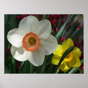 Poster Par de Daffodils Flores Rosa e Amarelo
