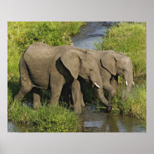 Póster Par de Elefantes Africanos Masai Mara