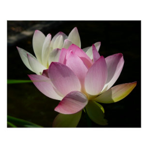 Póster Par de Flores de Lotus II