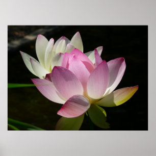 Póster Par de Flores de Lotus II