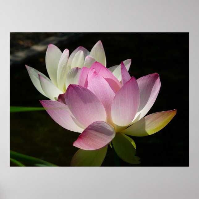 Póster Par de Flores de Lótus II (Frente)