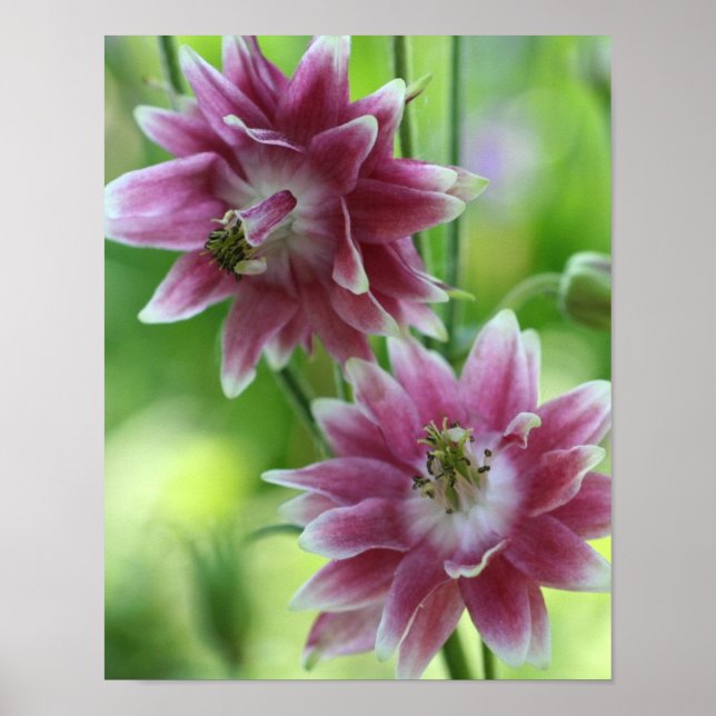 Poster Par de Flores Vermelhas e Brancas (Frente)