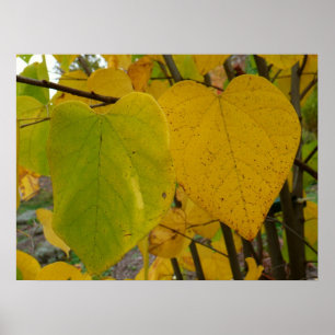 Póster Par de Folhas de Redbud de Outono Fotografia de Ou