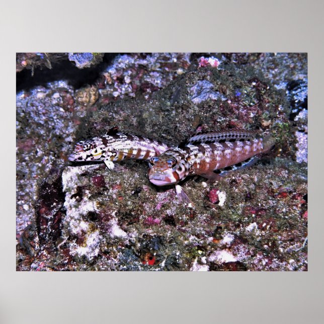 Poster Par de Grubfish (Frente)