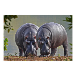 Póster Par de Hippos