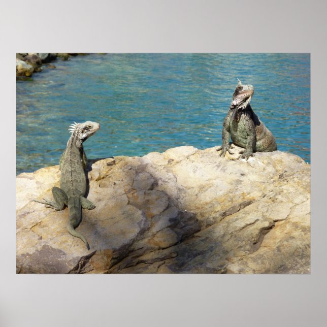 Póster Par de Iguanas Fotografia da Vida Selvagem Tropica (Frente)