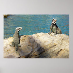 Póster Par de Iguanas Fotografia da Vida Selvagem Tropica