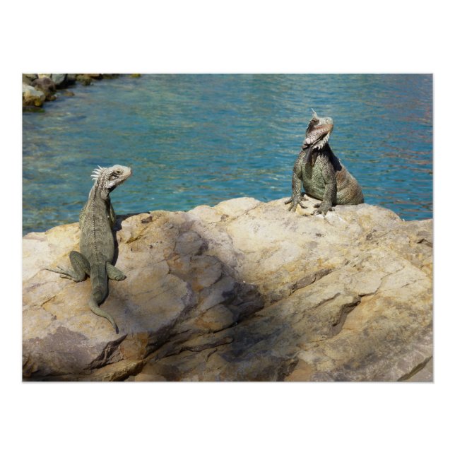 Póster Par de Iguanas Fotografia da Vida Selvagem Tropica (Frente)