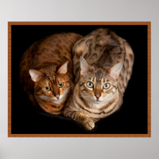 Póster Par de Kittens Bengala