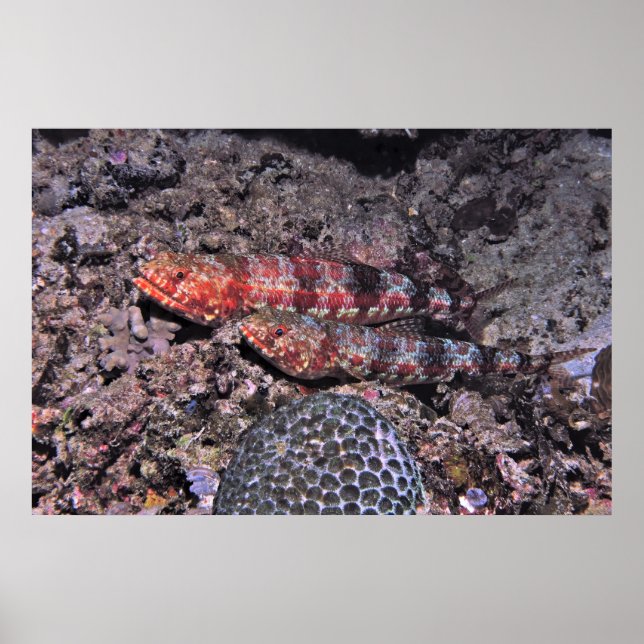 Poster Par de Lagarto II (Frente)
