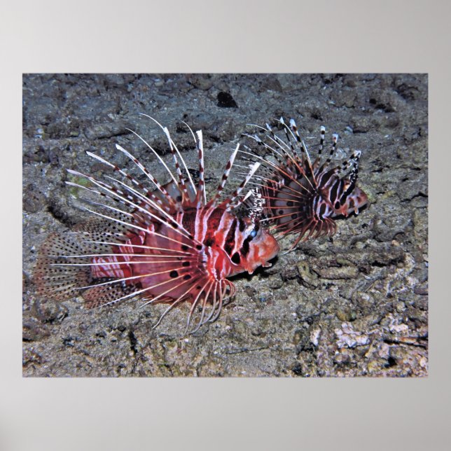 Poster Par de Lionfish (Frente)