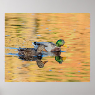 Póster Par de Mallards