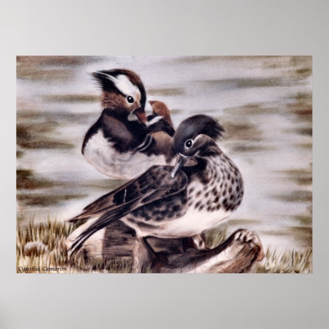 Póster Par de mandarina (Frente)