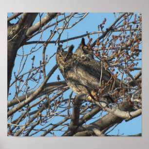 Póster PAR DE OWLS MORTOS DE EXCELENTE 2 (Bubo virginianu