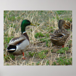 Póster Par de Patos-reais B12