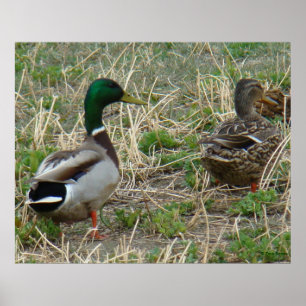 Póster Par de Patos-reais B12