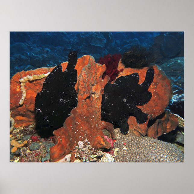 Poster Par de Peixe-Rã Gigante (Frente)