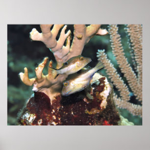 Poster Par de Pequenos Puffers