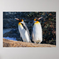 Par de Pinguins-Imperadores Contra Cenário Inverna