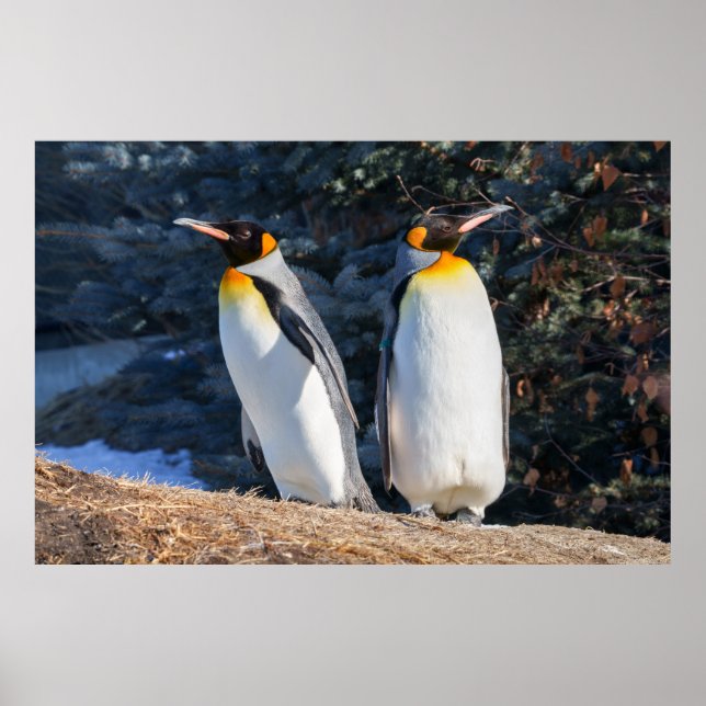 Poster Par de Pinguins-Imperadores Contra Cenário Inverna (Frente)
