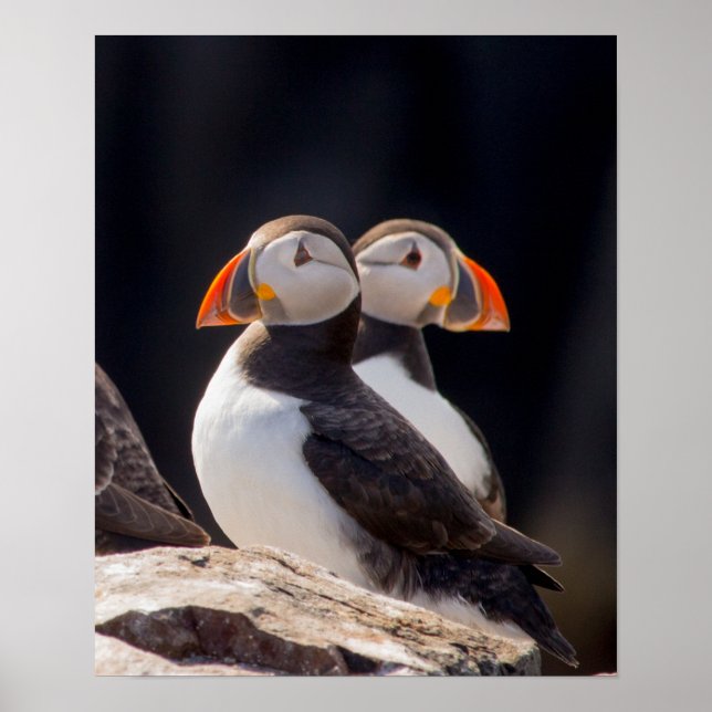 Póster Par de Puffins (Frente)