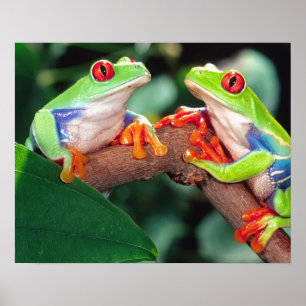 Póster Par de Rãs-Árvore de Olhos Vermelhos, Agalychinis 