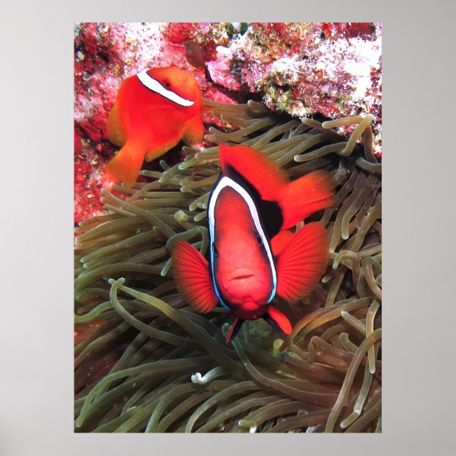 Poster Par de Tomates (Frente)