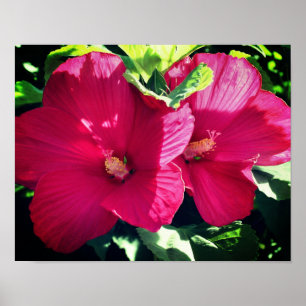 Poster Par do Flor Red Hibiscus Fechar