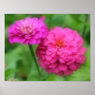 Póster Par do Flor Zinnia Rosa Fechar