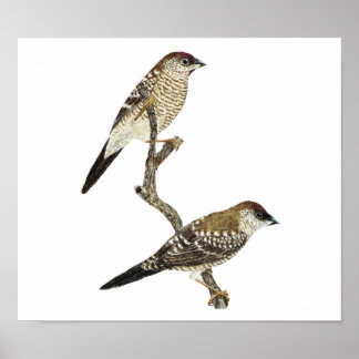 Poster Par Finch com cabeça de ameixa - Neochmia modesta