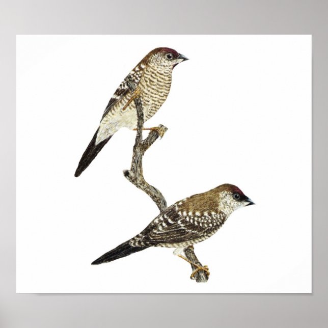 Poster Par Finch com cabeça de ameixa - Neochmia modesta  (Frente)