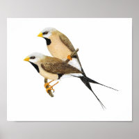 Par fino de cauda longa - Poephila acuticauda