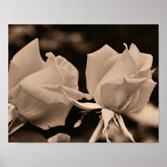 Póster Par Flor De Rosebud Em Sepia Brown (Frente)