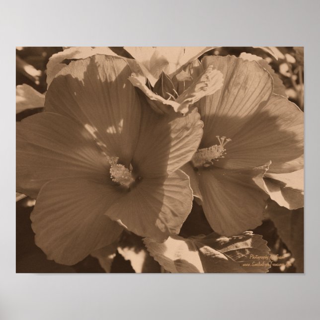 Póster Par Flor Sepia Hibiscus (Frente)