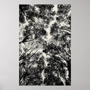 Poster Para Cima Através Das Árvores, 2018 Imagens SVP