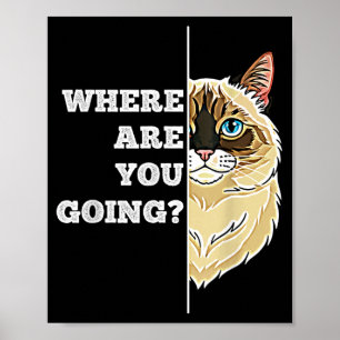 Poster Para Onde Você Vai Gato Engraçado Fofo de Ragdoll