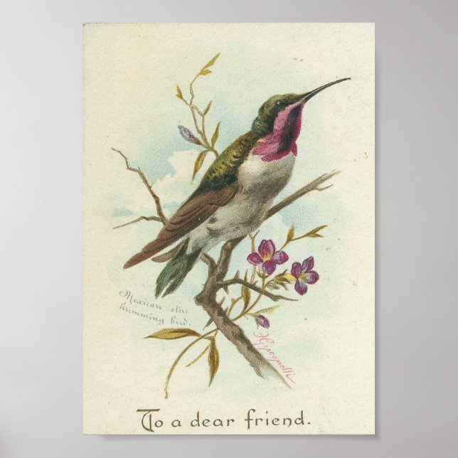 Póster Para um querido amigo, Vintage Hummingbird (Frente)